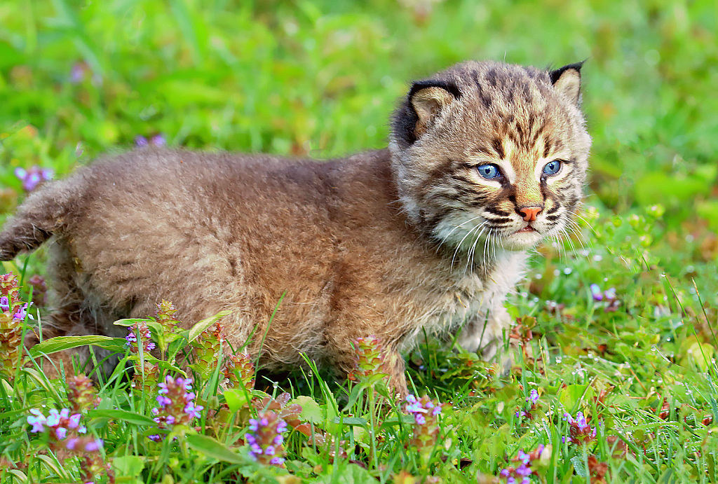 Baby Lynx