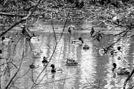Ducks in Grayscale