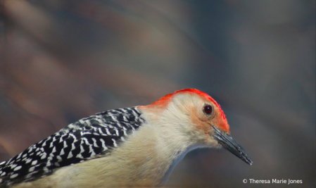 Red Belly Woodpecker Close-up