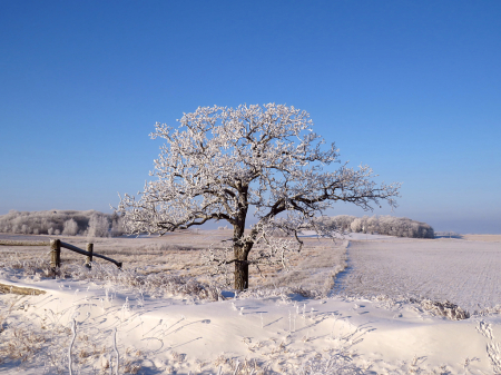 Winter Tree