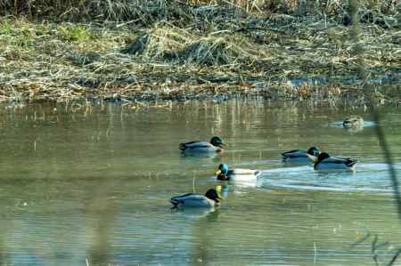 Ducks in the Water