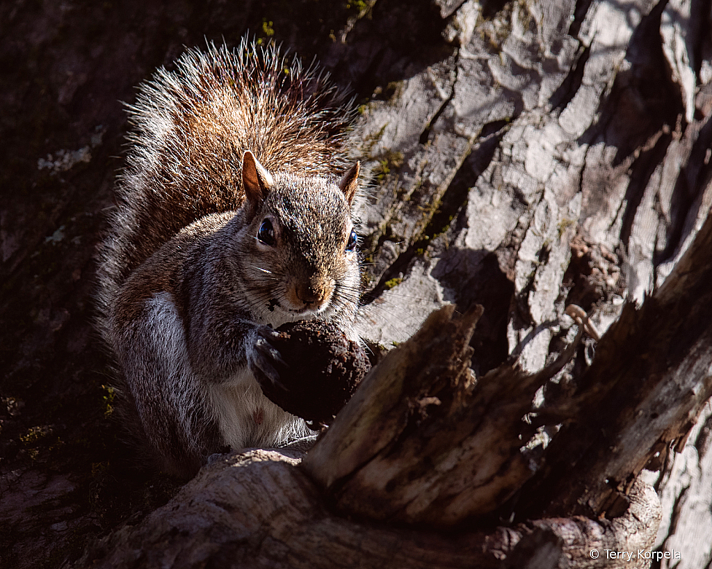 Squirrel at Sycamore Shoals - ID: 16045039 © Terry Korpela