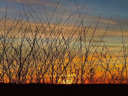 Sunset through the reeds