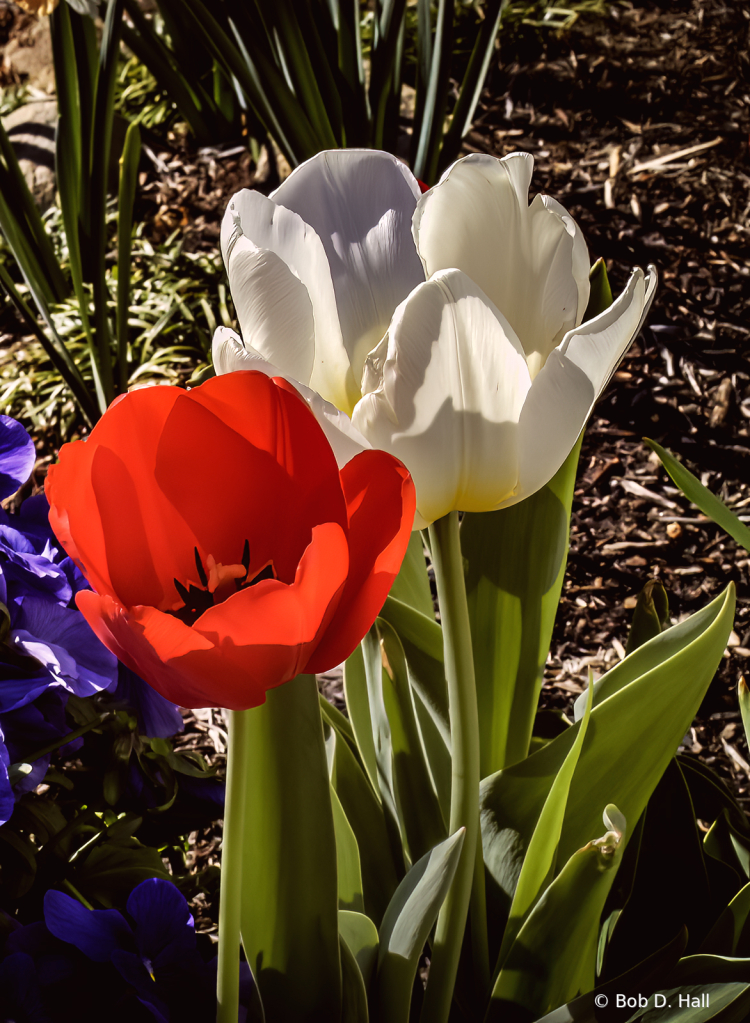 Tulips in the Garden