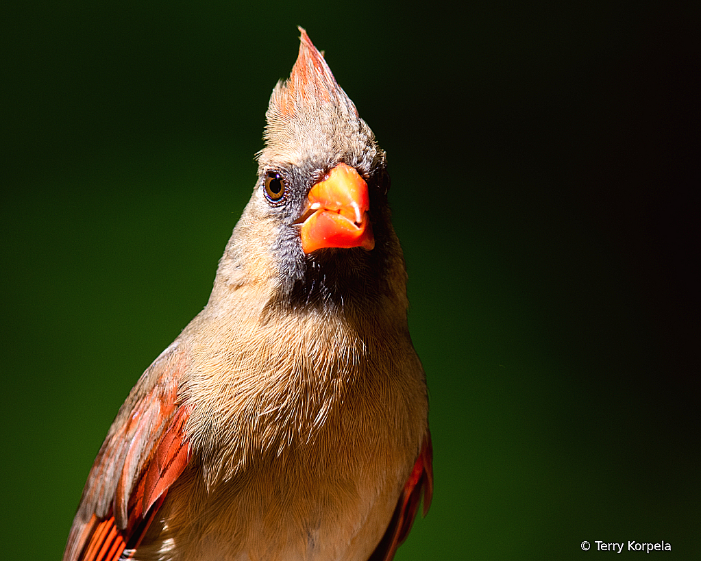 Northern Cardinal (Female) - ID: 16045147 © Terry Korpela