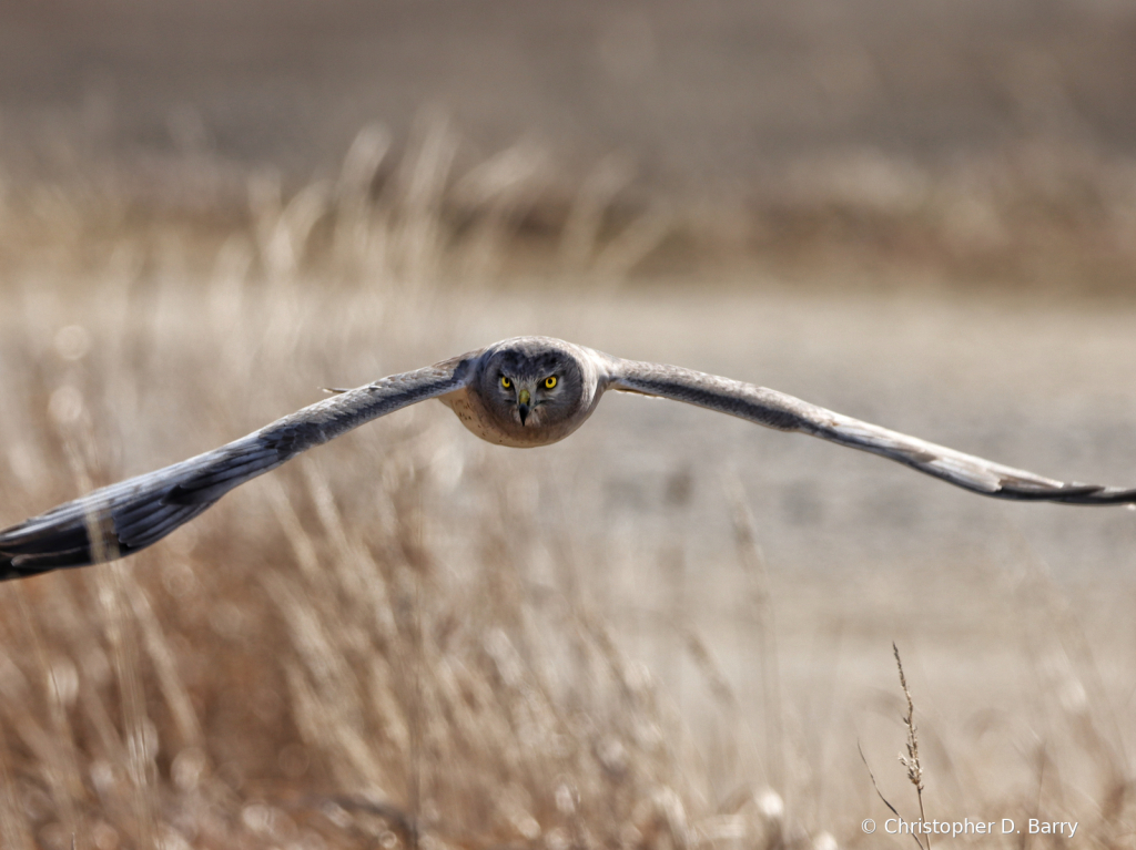 Northern Harrier