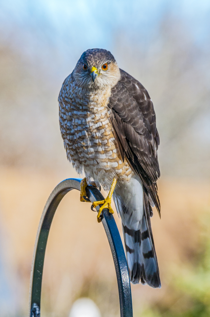 Coopers Hawk