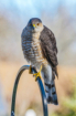 Coopers Hawk