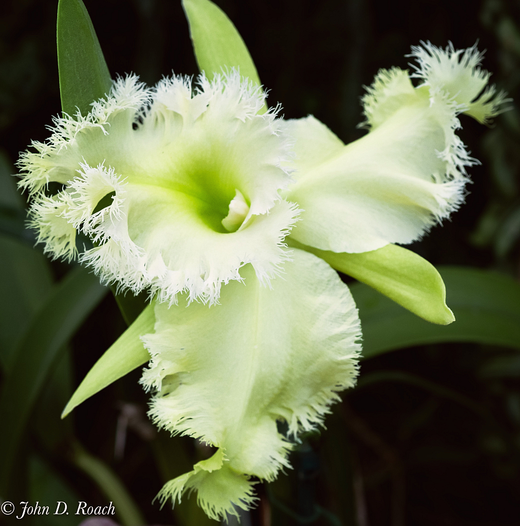 Green Orchid