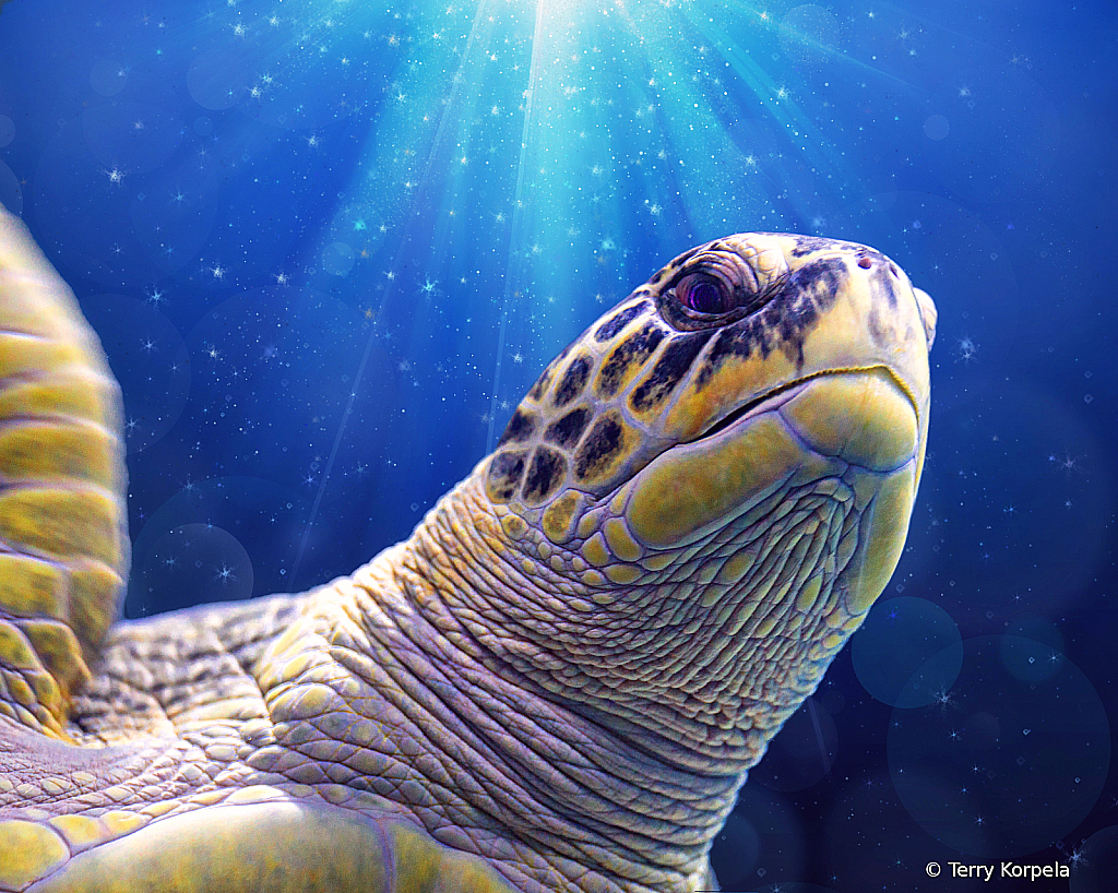 Sea Turtle - ID: 16045243 © Terry Korpela