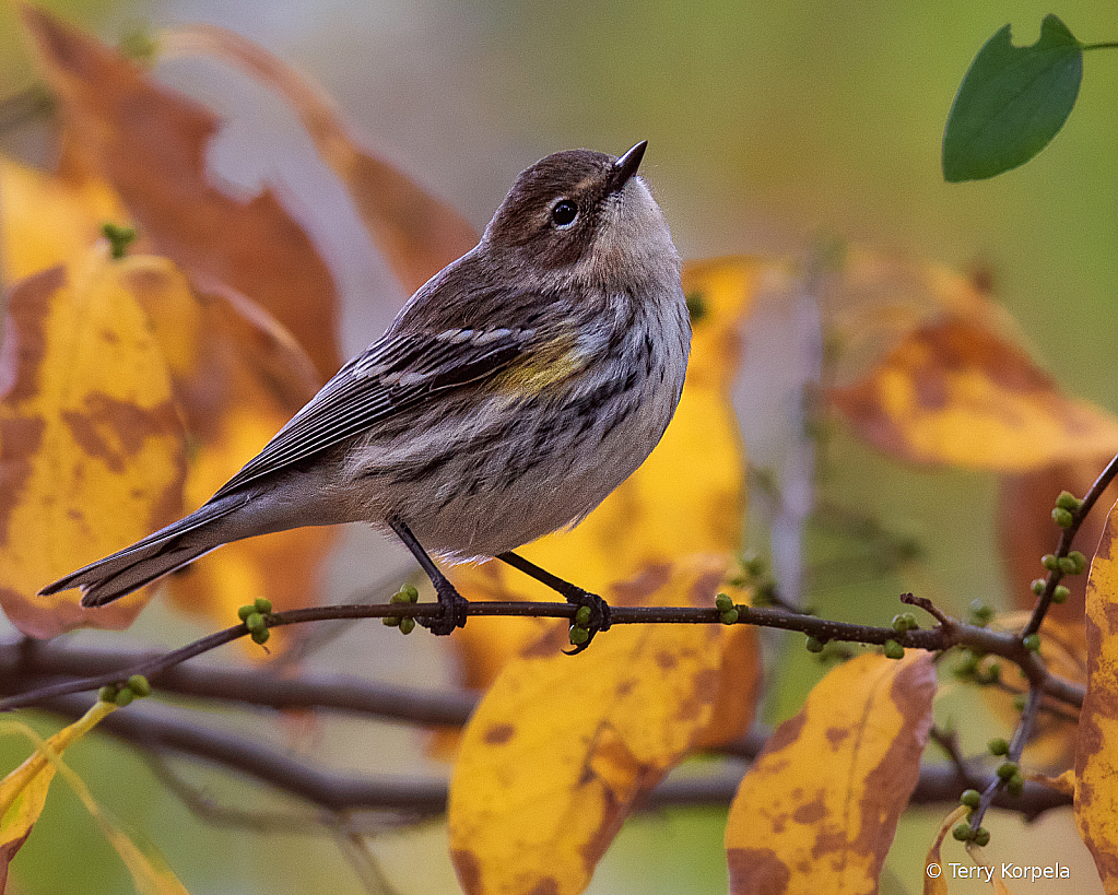 Yellow-rumped Warbler - ID: 16045244 © Terry Korpela