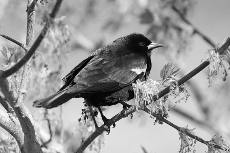 Red-winged Blackbird