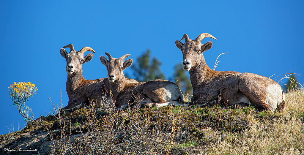 Bighorn Sheep Family Gathering