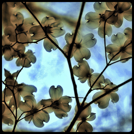 Thinking Dogwood