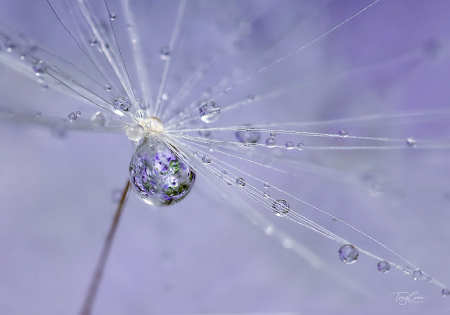 Droplets in Orchid