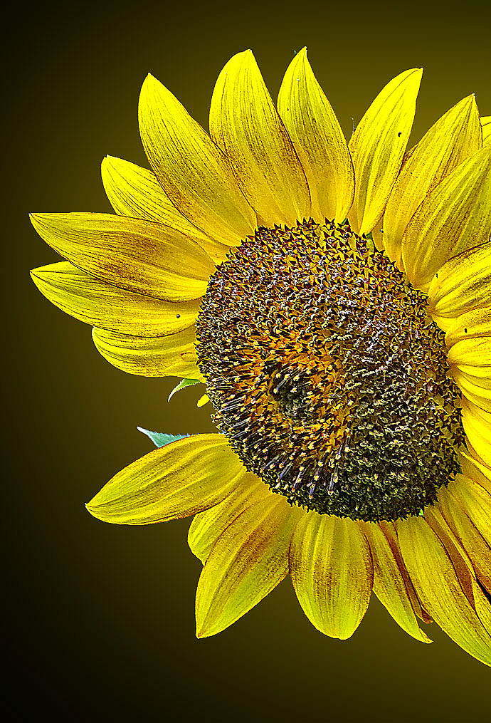 The Sunshine Flower