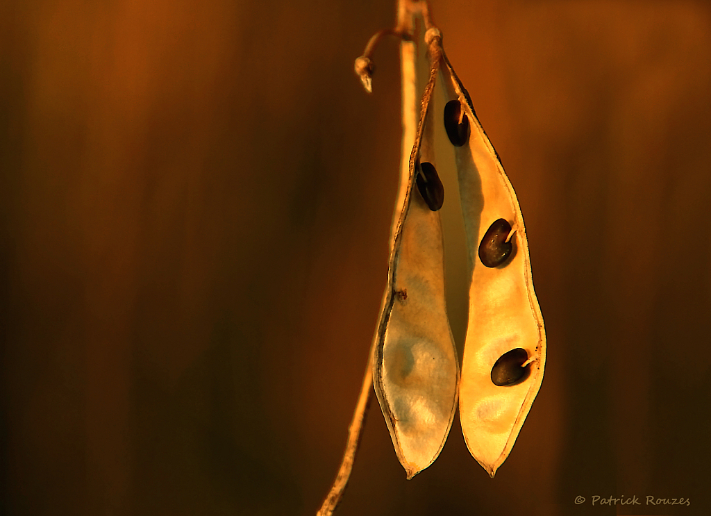 Lupine Seed Pods