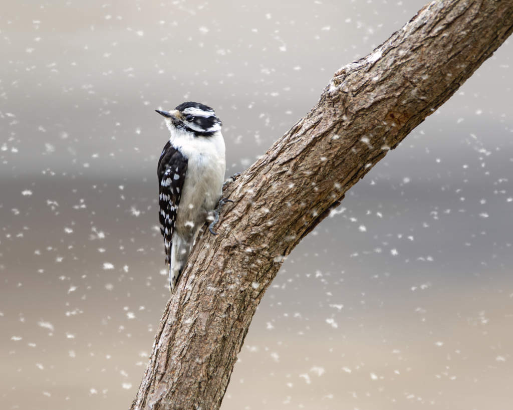 Downy In The Snow