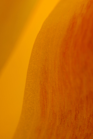 Abstract o' Tulip