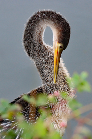 Anhinga 2