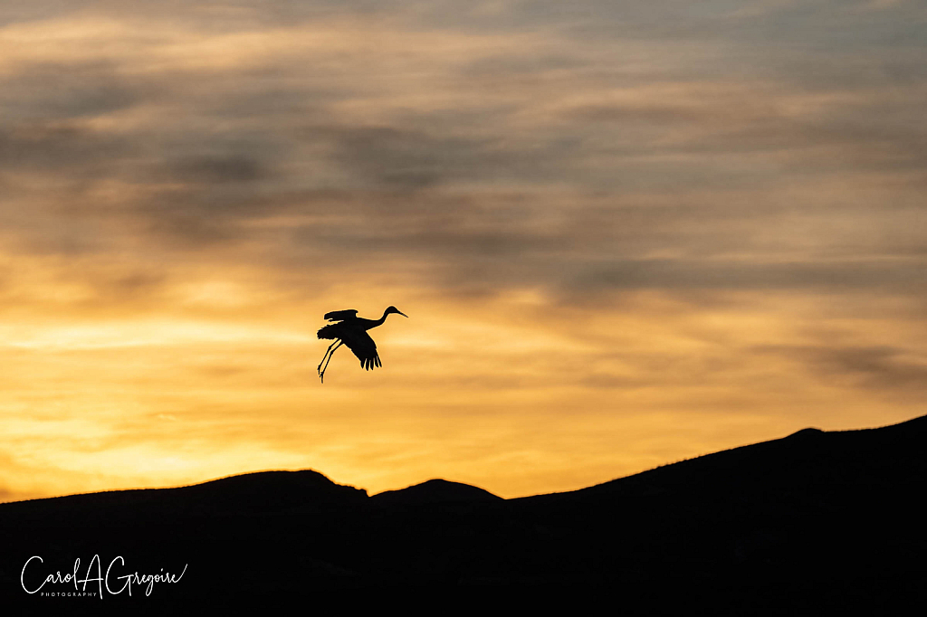 Sunset Crane Landing - ID: 16046265 © Carol Gregoire