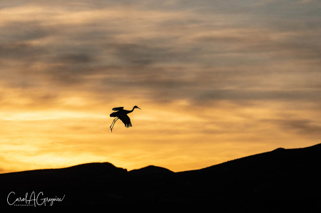 Sunset Crane Landing