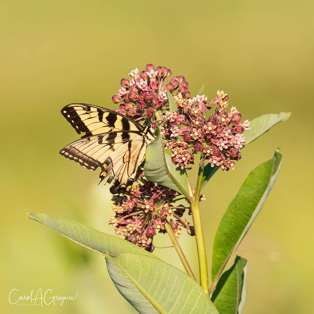 Swallowtail Meal Time - ID: 16046272 © Carol Gregoire