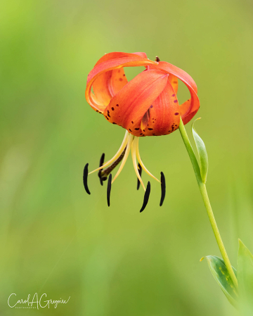 Shenandoah Turks Cap Lily