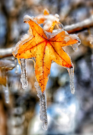 Sweet Gum on Ice