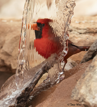 Cardinal behind the water fall. 