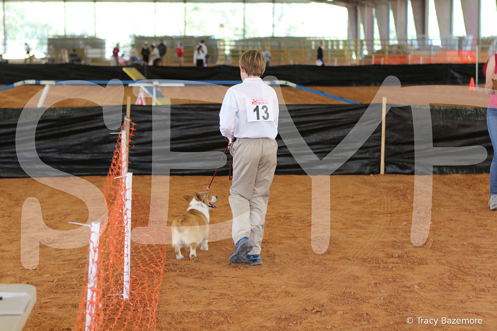 dog1085 - ID: 16049188 © Tracy Bazemore