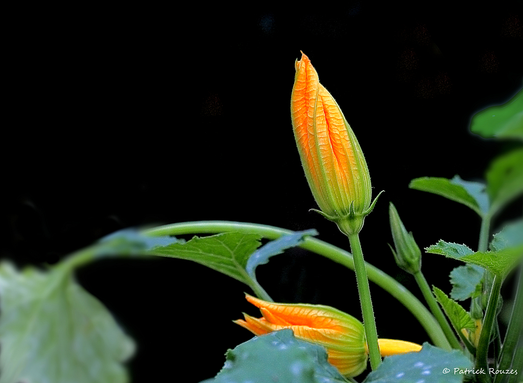 Squash Blossoms