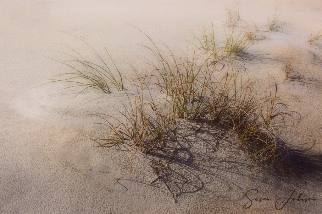 Beach Grass