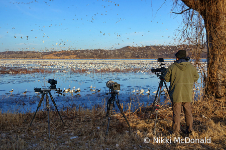 Getting the Shot - Snow Goose Migration