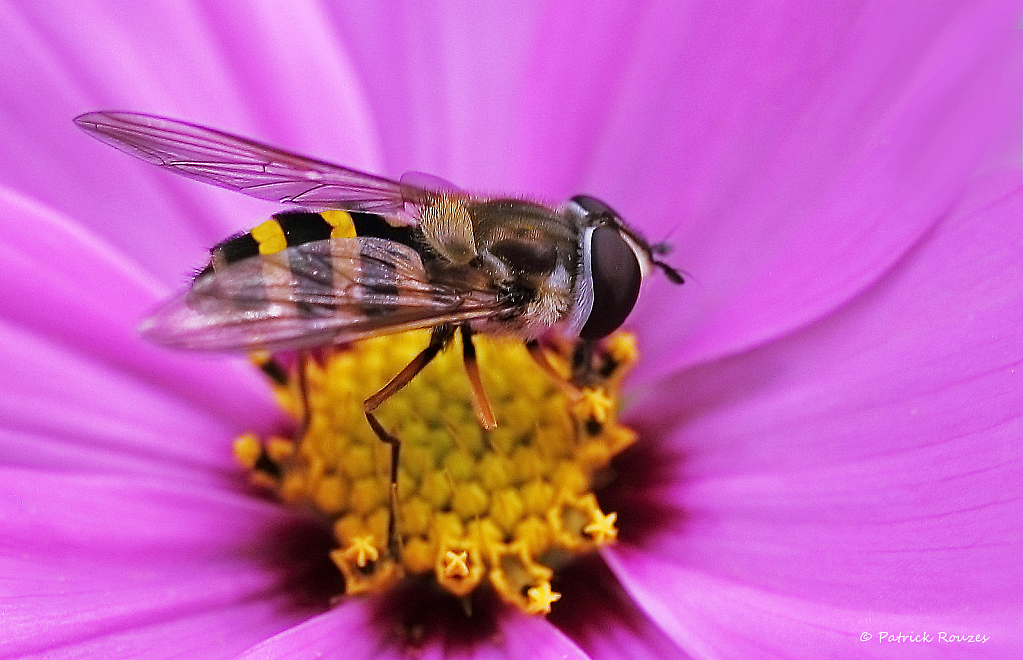 Munching Bee