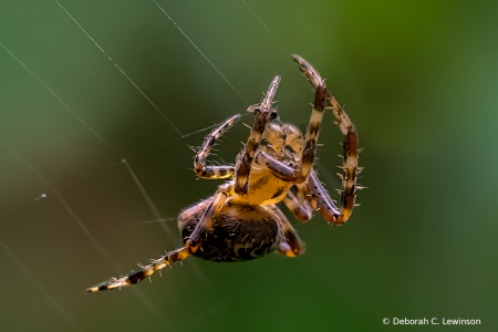 Backlit Spider