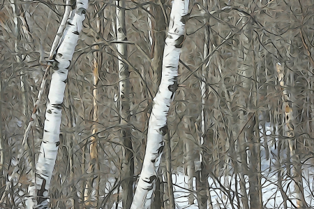 Birches in winter