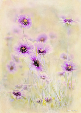 Wildflowers Reimagined