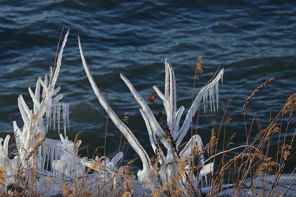 Icy plants, Lake Erie Shore - ID: 16049269 © Larry Lawhead