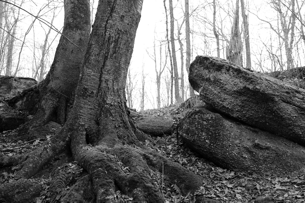Tree Trunk, Rocks - ID: 16049270 © Larry Lawhead