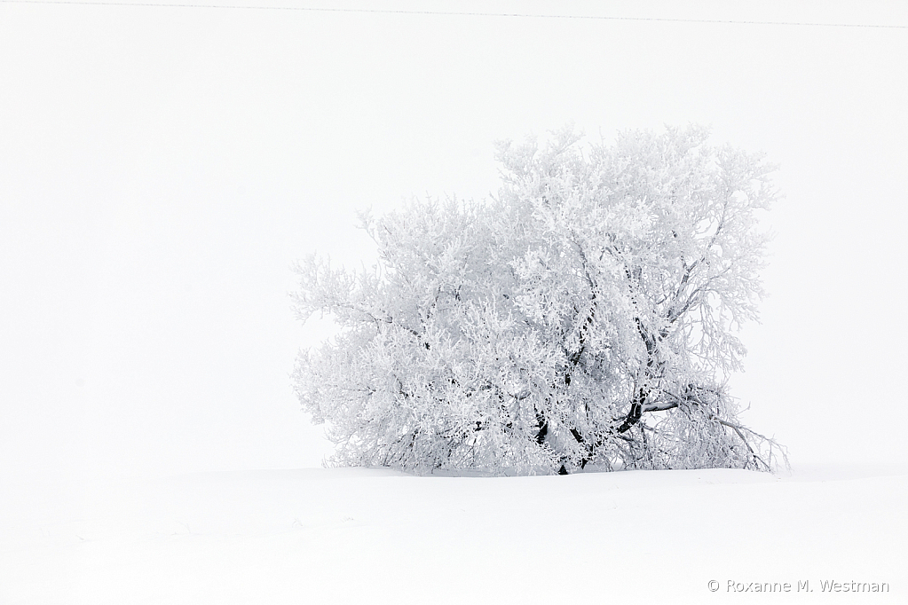 Fog and Frosted tree - ID: 16050012 © Roxanne M. Westman