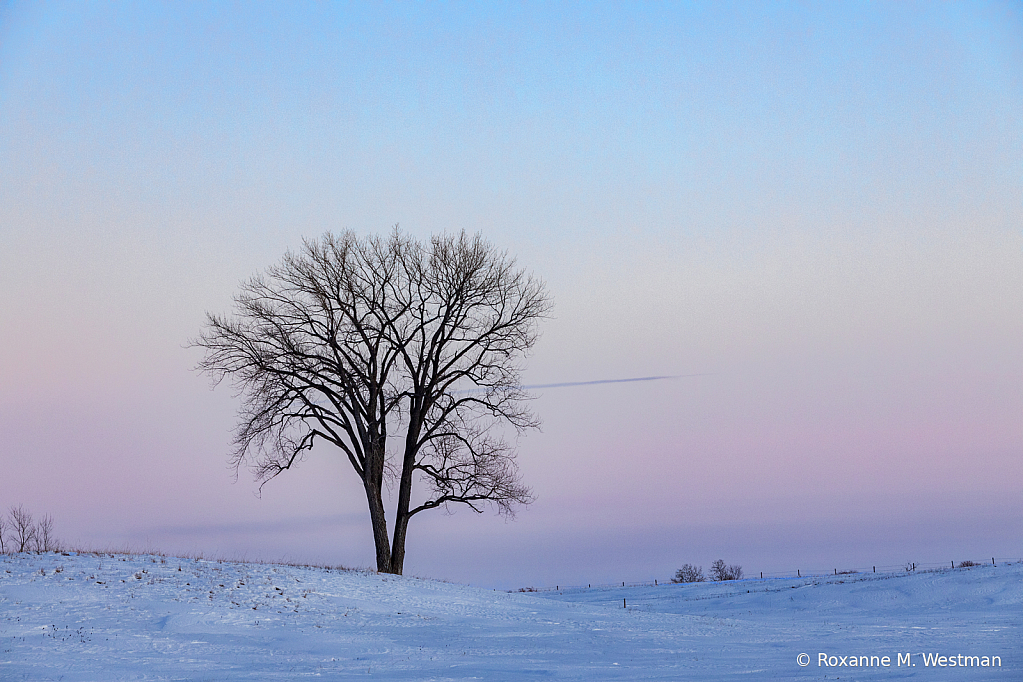 Lone tree in the blue hour - ID: 16050015 © Roxanne M. Westman