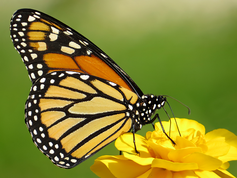 Monarch Beauty