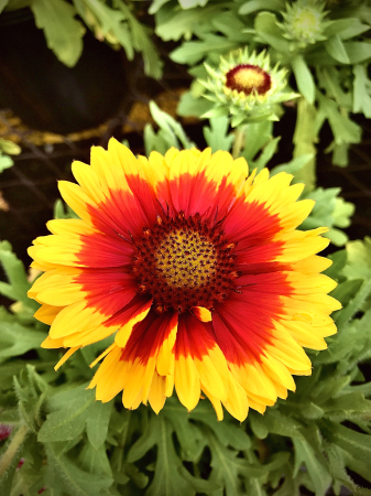 Indian blanket 