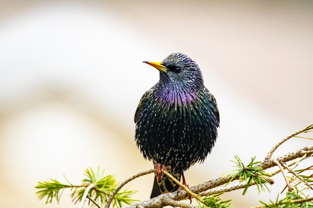 Starling