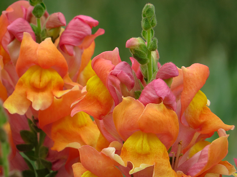 Snapdragons