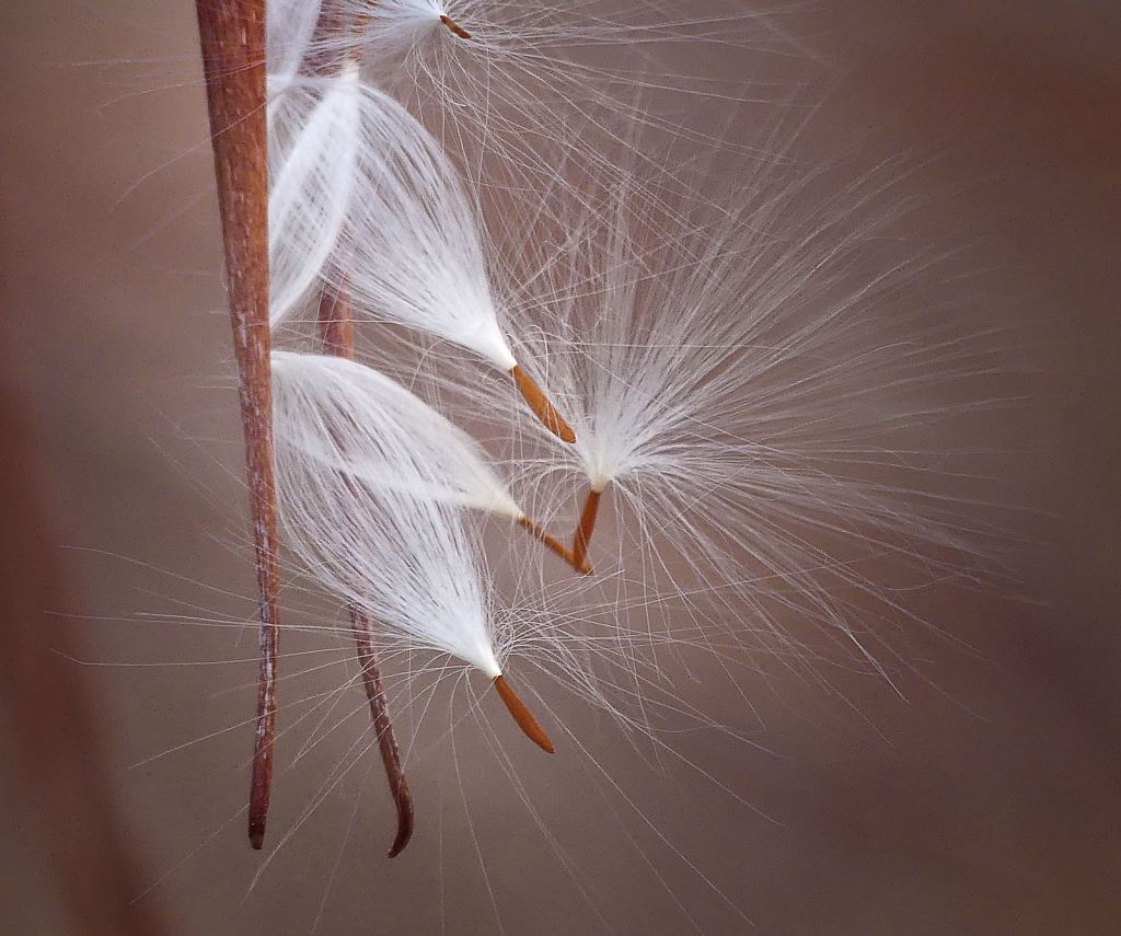  Seeds Poised for Departure