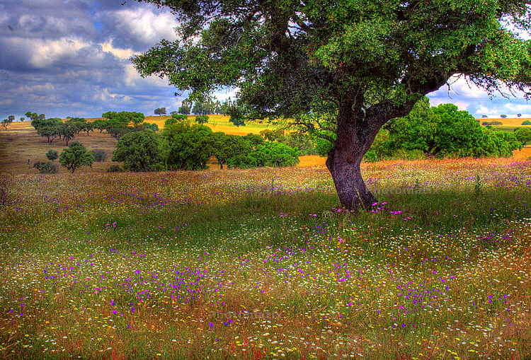 Spring Meadow in Portugal