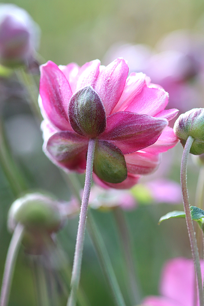 Pink Anemone