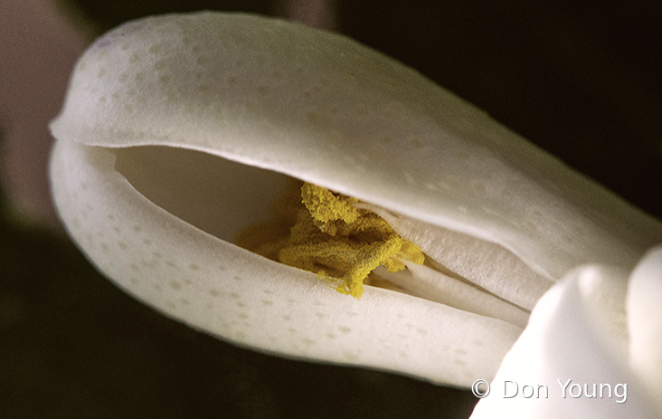 Lemon Tree Bloom Opening - ID: 16057023 © Don Young
